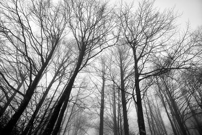 Low angle view of bare trees against sky