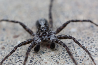 Close-up of spider