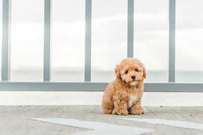 Portrait of dog sitting outdoors