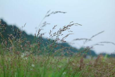Plants growing on field