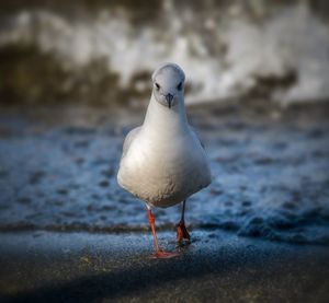 Close-up of seagull perching on wall