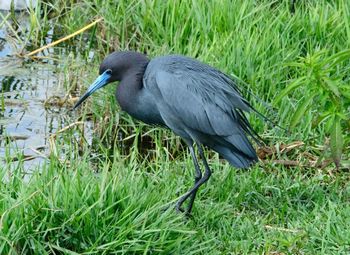 Side view of a bird on grass