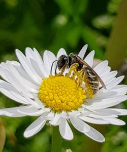 Close-up of insect on white flower