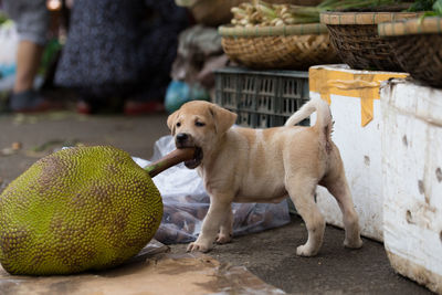 Side view of puppy biting jackfruit stem at market