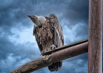 Low angle view of eagle perching on tree against sky