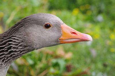 Side view of greylag goose