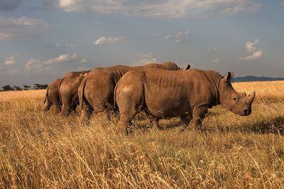 Rhinos on field against sky