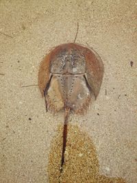 Close-up of crab on sand