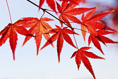 Close-up of maple leaves on tree during autumn