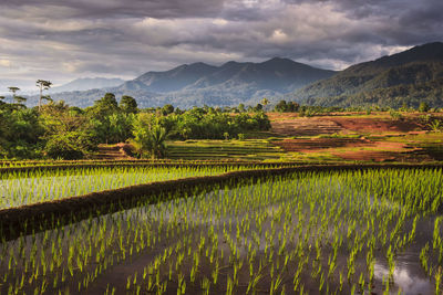 Panoramic views of the rice fields with the reflection of the sky on the water and the rice fields
