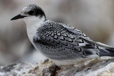 Close-up of seagull perching on rock