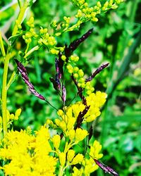 Close-up of butterfly on flower