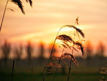 Close-up of stalks against sunset