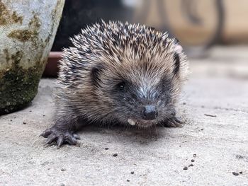 A baby hedgehog in the garden