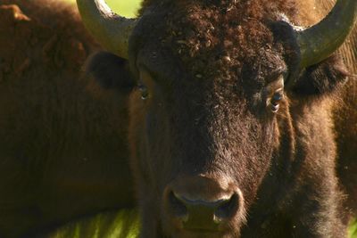 Close-up portrait of cow