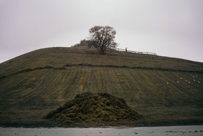 View of tree on landscape against clear sky