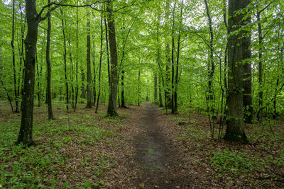 Trail amidst trees in forest