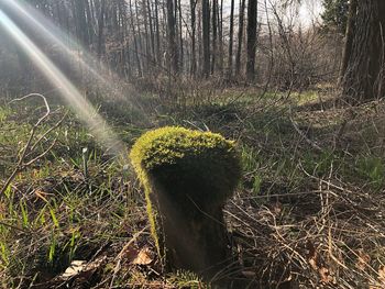 Plants growing on field in forest