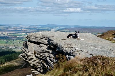 Collie dog lying on high rock against with natural backdrop