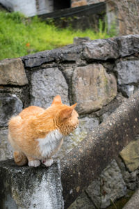 View of a cat on rock