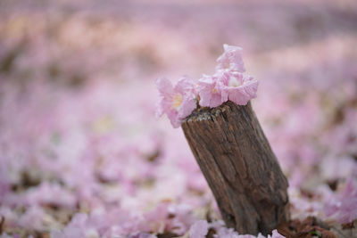 Close-up of pink cherry blossom on tree