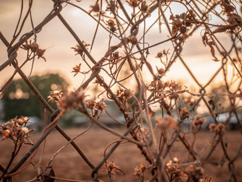 Close-up of dried plant against fence