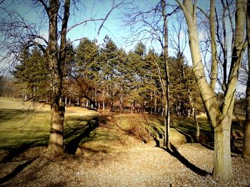 Trees in park against sky
