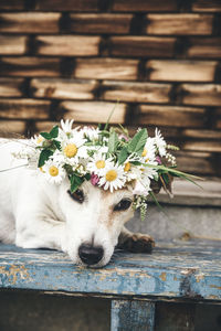 Portrait of the dog jack russell in  wreath of summer daisies on background of  house in the country