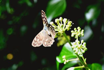 Close-up of butterfly perching on flower