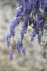 Close-up of purple flowering plant