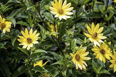 Close-up of yellow flowering plants