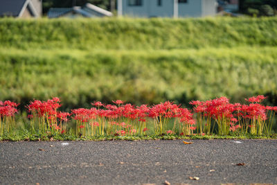 Close-up of plants on field