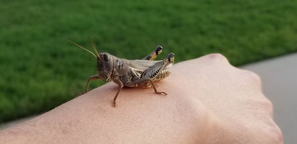 Differently grasshopper is found northern mexico the central america and southern ontario. 