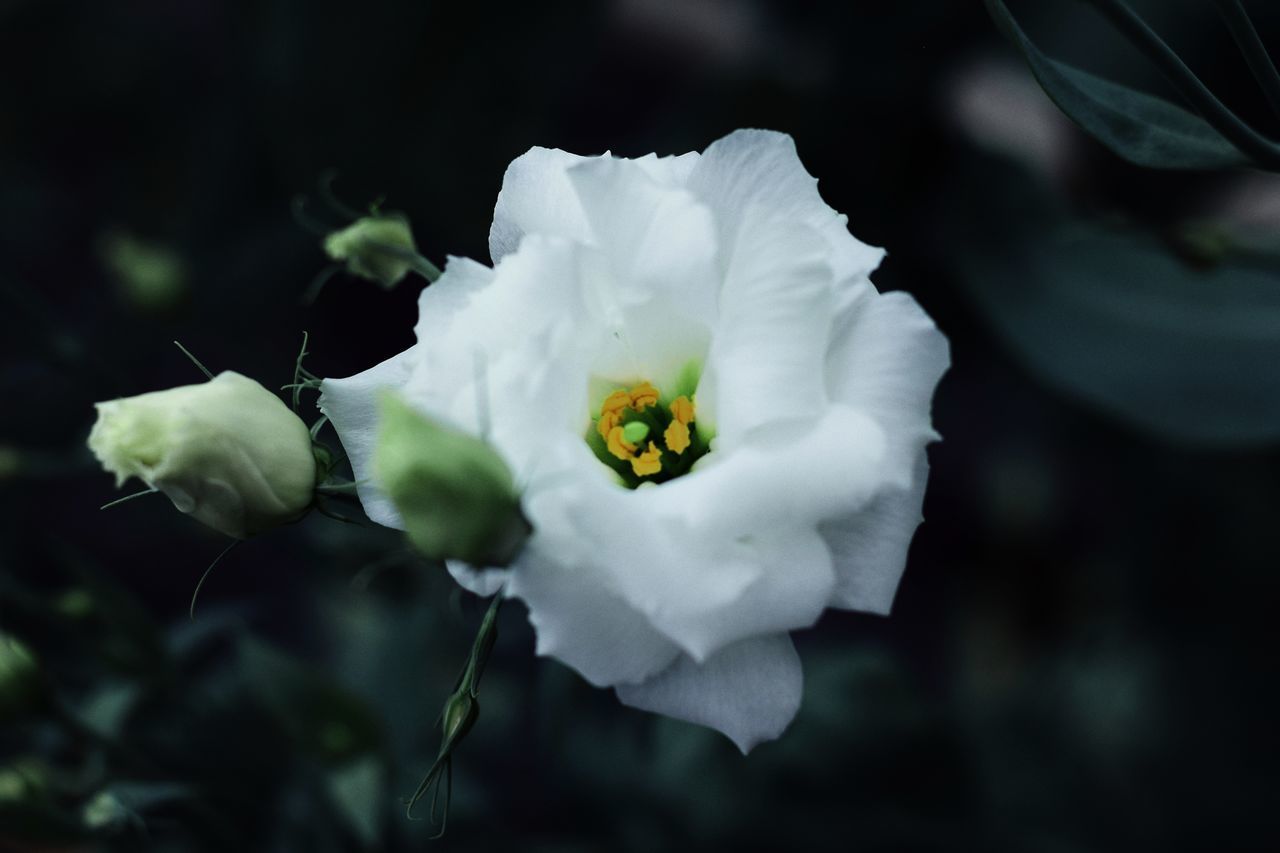 CLOSE-UP OF WHITE ROSE PLANT