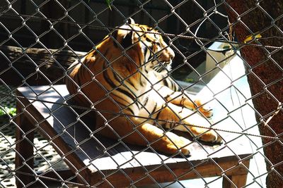 View of chainlink fence in cage at zoo