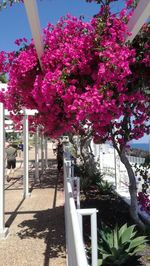 Pink flowers growing on tree