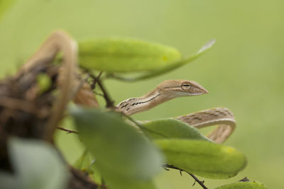 Close-up of lizard on leaf