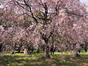 Cherry blossoms in park