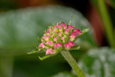 Close-up of pink flowering plant