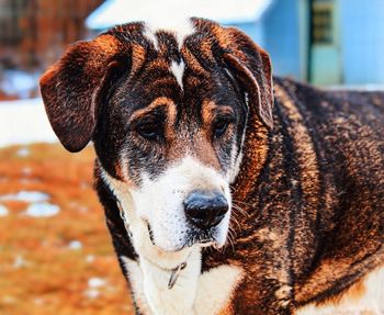 Close-up portrait of a dog