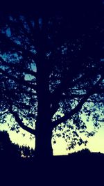 Low angle view of silhouette tree in forest against sky