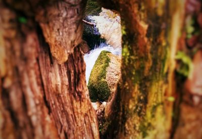 Close-up of tree trunk