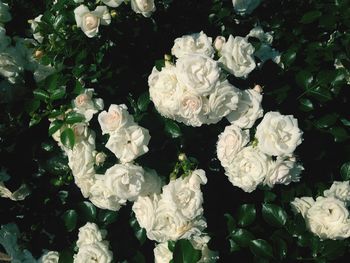 Close-up of rose blooming in garden