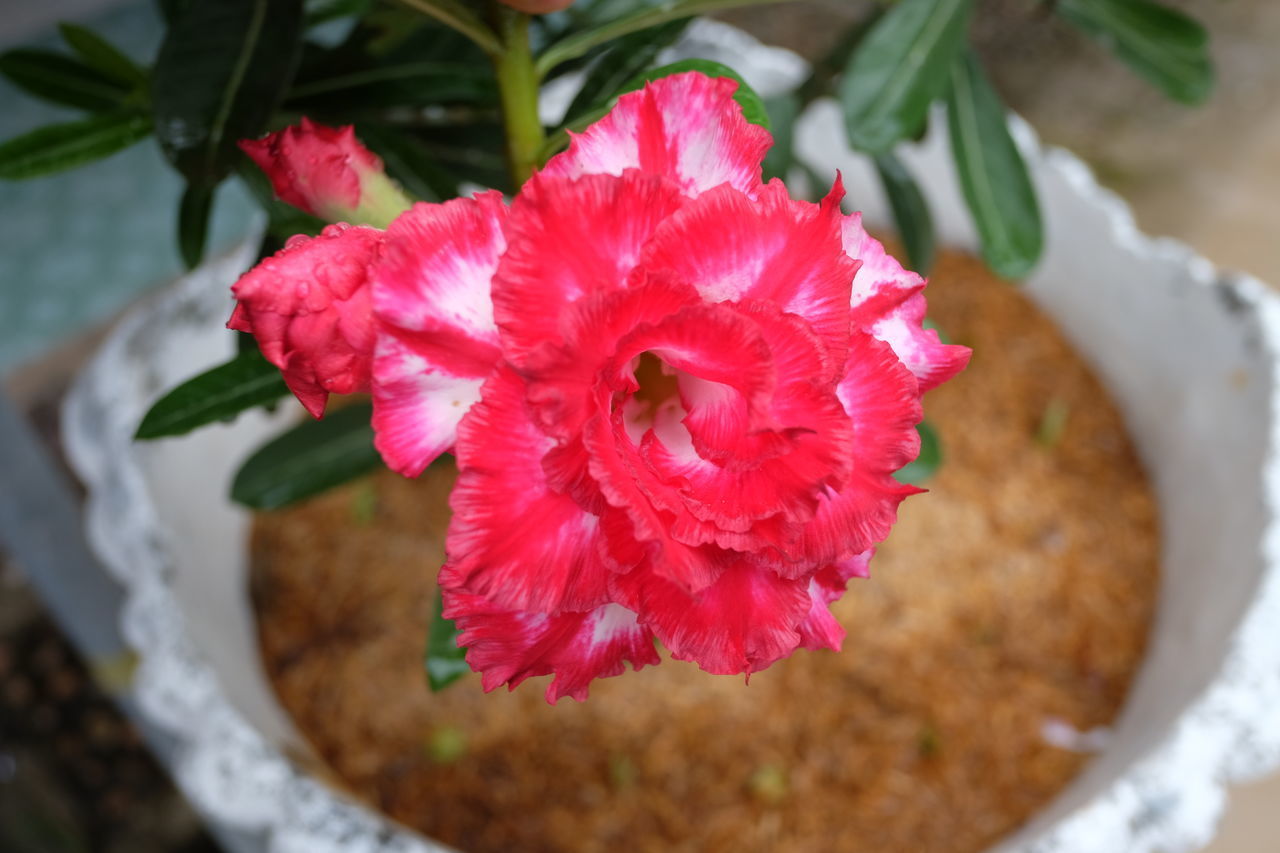 HIGH ANGLE VIEW OF RED ROSE ON FLOWER