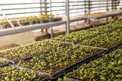 High angle view of plants