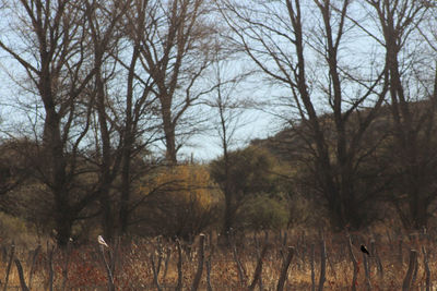 Bare trees on field in forest