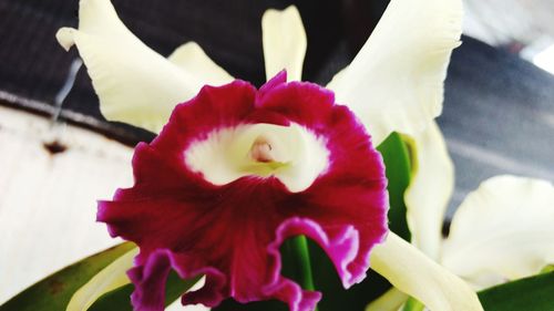 Close-up of flower blooming outdoors