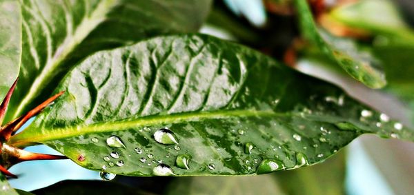 Close-up of water drops on leaf