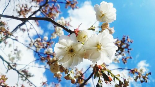Low angle view of apple blossoms in spring