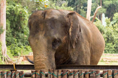 Close-up of elephant in zoo